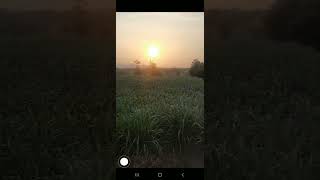 sunset villagevlog trending farmview [upl. by Miehar]