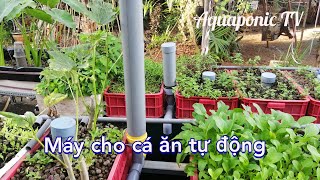 Máy cho cá ăn tự độngautomatic fish feeding machine [upl. by Nhguaved745]