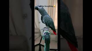 Laughing Chikku  Malayalam talking Parrot  African Grey Parrot  shorts  shortsvides [upl. by Sloan813]