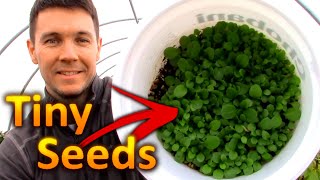 How to Grow PETUNIAS from SEEDS Part 1 Collecting and Germinating Petunia Seeds [upl. by Ide]