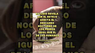 Estudio revela sorprendente comportamiento de los perros mascotas pets dogs perros interesante [upl. by Illene224]