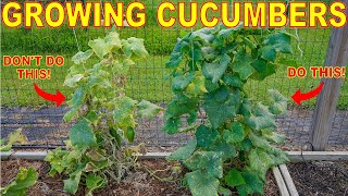 Your Cucumber Plants Will DIE Every Time You Make This Mistake [upl. by Sivrup617]