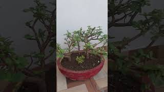 Jade plants Topiarybonsaigarden craftJadeplants pikok crafthomedecor garden decorindoor plants [upl. by Obaza]