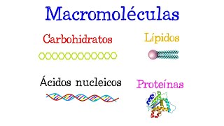 🌐 ¿Qué son las Macromoléculas 🌐 Fácil y Rápido  BIOLOGÍA [upl. by Acinorav]