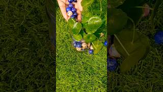 Diy plant decoration with pebbles shorts viral viralvideo pebbles garden shortsfeed ytshorts [upl. by Aerbua]