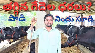 అందుబాటులో గేదెల ధరలు  తగ్గిన గేదెల ధరలు  Murrah  Buffaloes Sale Information [upl. by Meadow835]