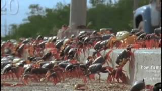 Swarming Cuban Land Crabs [upl. by Prud]