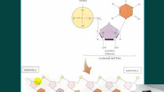 DNA cromatina cromosomi RNA HD [upl. by Dnalhsa]