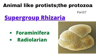 Supergroup Rhizaria Foraminifera Radiolaria Heliozoanspart07 animal like protiststhe protozoa [upl. by Eirrahs]