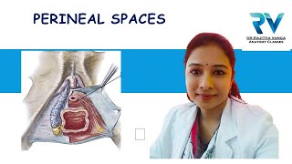 Superficial amp Deep Perineal Spaces by Dr Rajitha Vanga [upl. by Woodall]