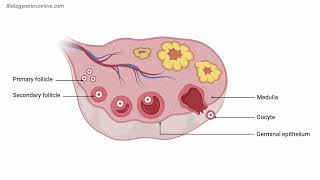 Ovary Anatomy [upl. by Iden]