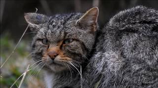 Gato Montés Felis silvestris Wildcat Chat sauvage Gatto selvatico [upl. by Enelav87]