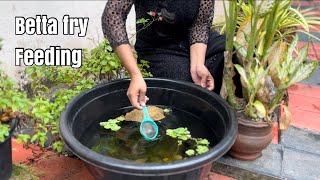 Best starter food for betta fish babies  Betta fish [upl. by Vanna751]