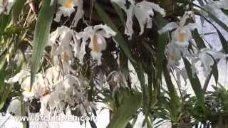 OrchidWeb  Wonderful Coelogynes [upl. by Zena]