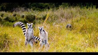 quotThe Lemur Dancequot Featurette  Island of Lemurs Madagascar [upl. by Nyrek432]