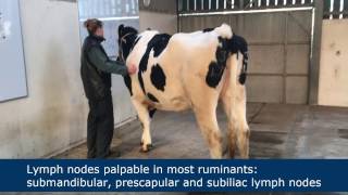 Lymph node palpation in ruminants [upl. by Ligetti82]