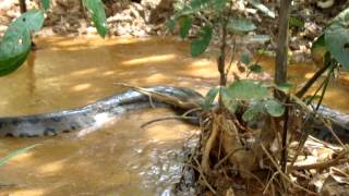 Cobra Sucuri Eunectes murinus em propriedade do Cadastro CCS [upl. by Goraud]