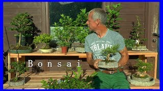 Hainbuche Yamadori entdrahten Bonsai schneiden und entwickeln mit einer Lonicera Bonsai gestalten [upl. by Giulia]