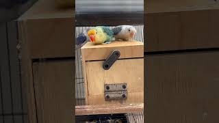 African lovebirds 🐦 africanlovebirds africanlovebirdbreeding lovebirds birds ytshorts shorts [upl. by Beck]