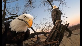 Kansas Bald Eagles [upl. by Elyak]