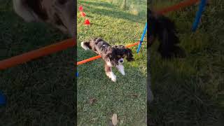 Agility training [upl. by Sterling]