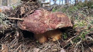 BOLETUS PINICOLA 2018 [upl. by Dieter]