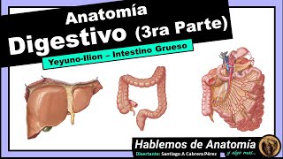 🔴 18👉 ANATOMÍA 🟩 Digestivo  3ra Parte 🟪 [upl. by Nolte107]