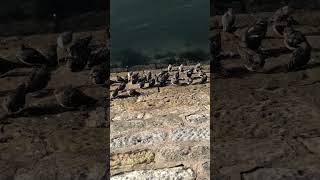 Sandpipers from above on musselburgh harbour [upl. by Jenny]