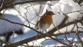 Rotkehlchen Erithacus rubecula © Lothar Lenz [upl. by Remas]