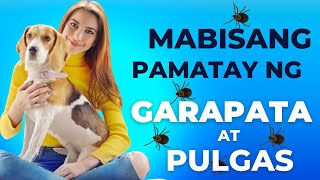 Mabisang paraan kung paano PATAYIN o ITABOY Ang GARAPATA at PULGAS sa bahay [upl. by Adelpho]