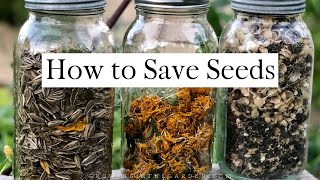 How to SAVE SEEDS Seed saving TIPS and EXAMPLES [upl. by Reerg]