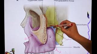 pterygopalatine fossa anatomy for dental students [upl. by Dulcia769]