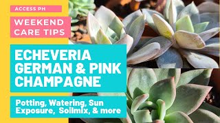 CareGuide How To Care for Echeveria Pink and German Champagne  Rainy and Summer Seasons Ep 001 [upl. by Hauck]