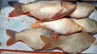 Gravid Fish Cutting Fillet Video  Carp Fish Gravy Recipe by Mother  Gold Fish Big Fish World [upl. by Bushweller]