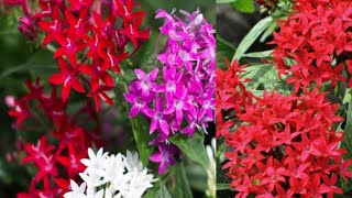 How to grow and care pentas flower plant in summer साल भर फूल देने वाला पौधा garden care fertiliz [upl. by Kinsman]