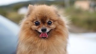 Funniest And Cutest Pomeranian  Funny Dog Videos [upl. by Adrial]