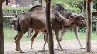 Dromedaris Paring  Dromedary Camel Mating  Pairi Daiza [upl. by Raffin]