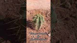 Argentinian Saguaro Echinopsis terscheckii shorts cactus saguaro fastgrowingplants landscape [upl. by Analah]