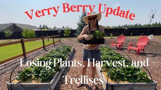 Berry Update Tour Harvest Preserving and New Trellises [upl. by Fokos551]