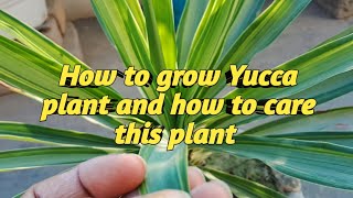 Yucca plant care and propagation  gardening plantlife youtube [upl. by Zak]