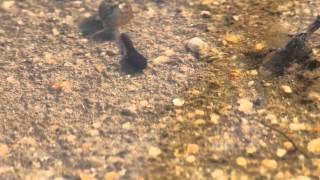 Tadpoles in Southern California  Menifee [upl. by Wiedmann]