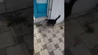 Kedi gel 🤣 ❤️ shorts comedy fikrikereviz efe niloya prenseslina lina shors [upl. by Anayrb]