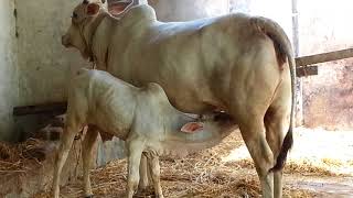 Calf Drinking Milk from Cow Calf Drinks Milk from his Mother Indian Cow Feeding Milk to Her Calf [upl. by Eliezer436]