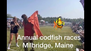 Codfish races Its a Maine thing [upl. by Etra148]