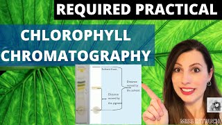 GCSE Science Biology 91  Food Tests  Required Practical [upl. by Ahtreb]