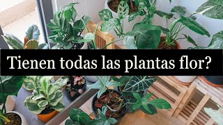 Tienen todas las plantas de interior flor Cómo saber cuáles florecen y cuáles no  Infojardineria [upl. by Ozen]