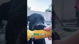 My Dogs Obsession with CORN Will Leave You Speechless [upl. by Naehs111]