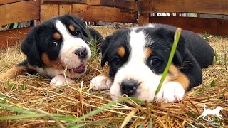 Vidéo bébé chiot Bouvier Suisse  comment prendre soin de sa santé [upl. by Tucker689]