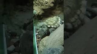 Ancient turtle spotted stingray and alligator 😱 zoo animals aquaticlife [upl. by Arlee846]