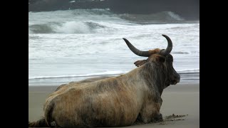 The Nguni A Mighty Tribe  The Cattle Of The Xhosa People  Music By Ali Farka Toure The River [upl. by Redmond]